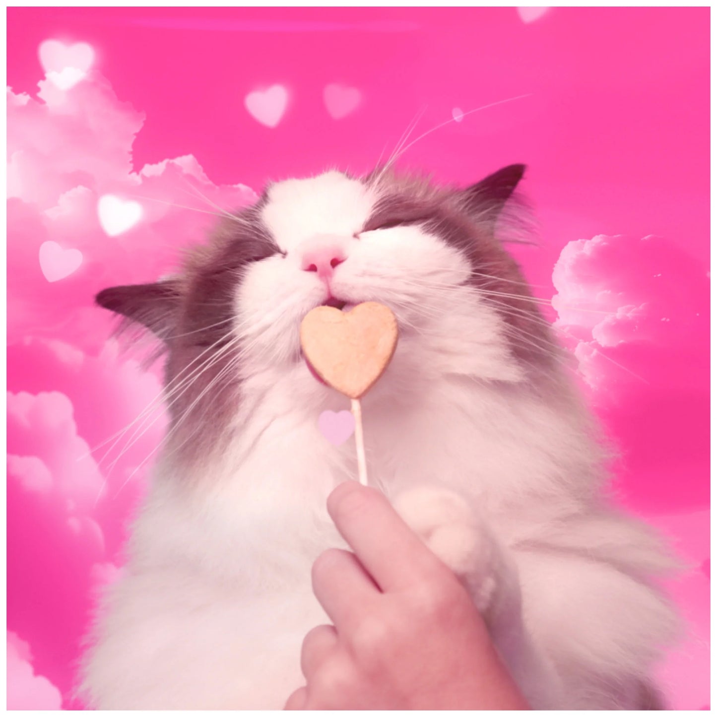 Purrpops, Freeze Dried Dried Catnip Flavored Lollipop Cat Treats, 4 Pieces