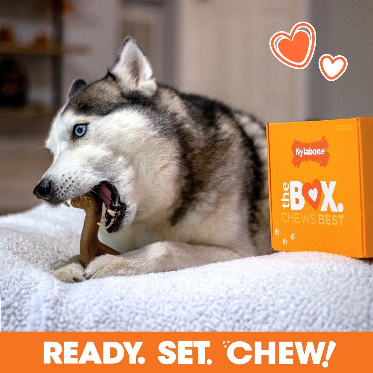 the Box - Chew Toys & Treat Dog Gift Box Variety Large (4 Count)