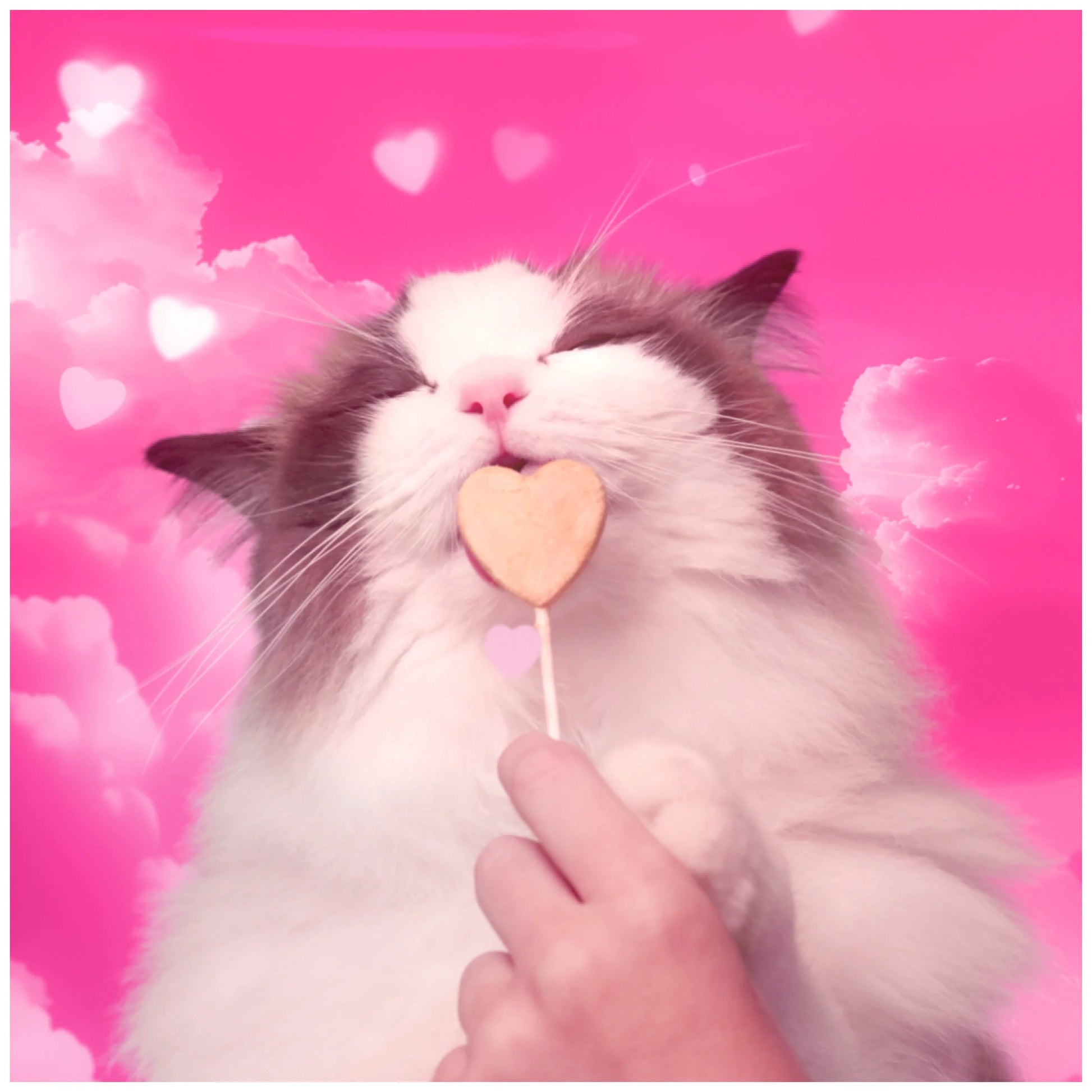 Purrpops, Freeze Dried Dried Catnip Flavored Lollipop Cat Treats, 4 Pieces
